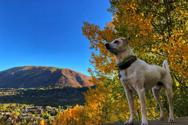 A dog enjoying the fall colors in Aspen