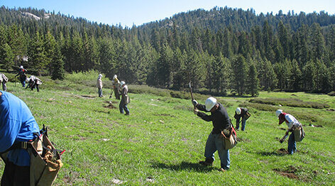 People working in a field planting trees as part of the French Fire Reforestation project
