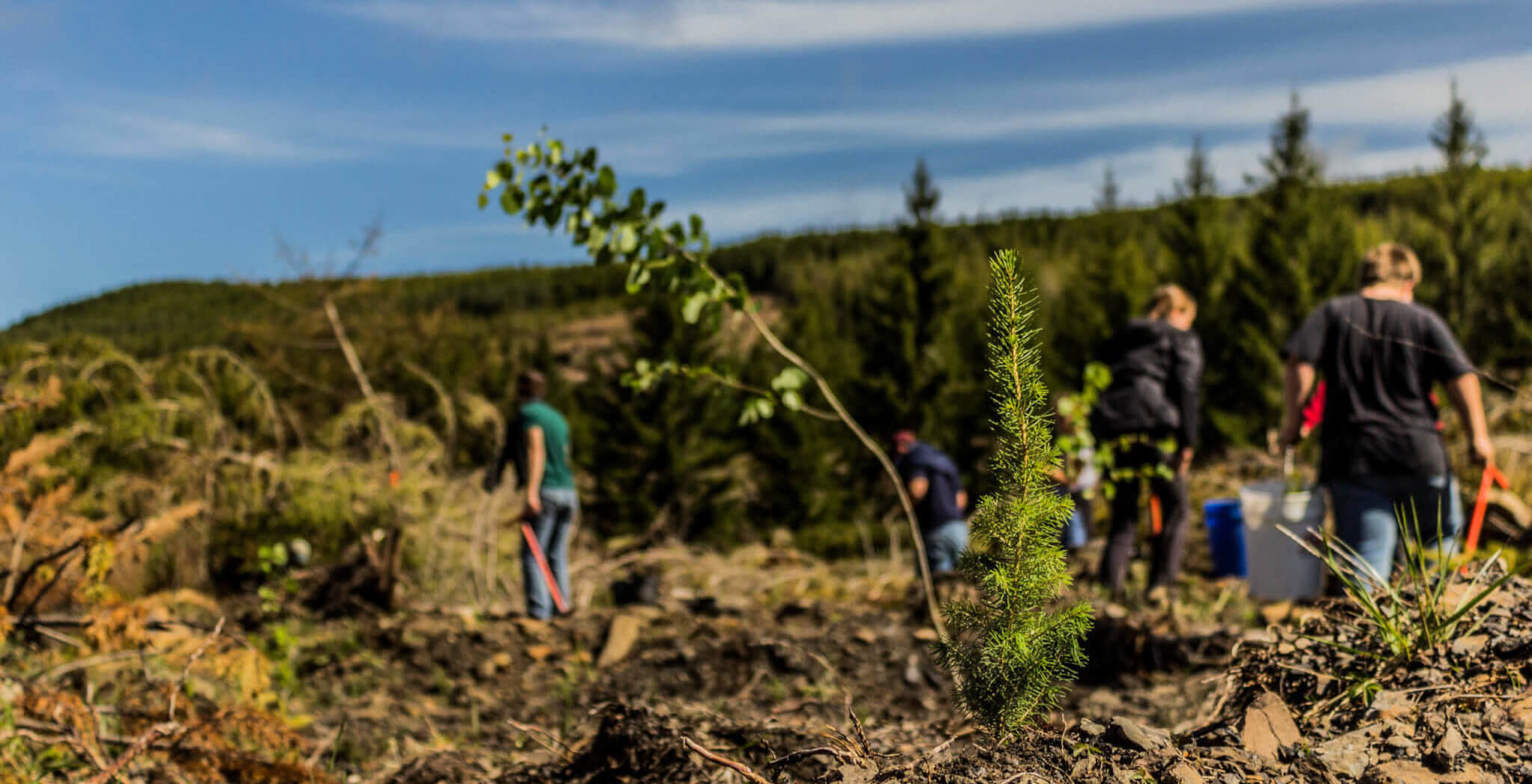 New trees planted as park of Laurel Fork Reforestation project