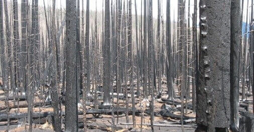 Bare trees left after the West Fork Fire