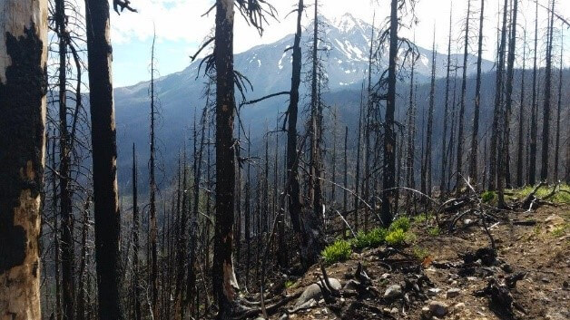 Whitewater Fire Reforestation project for Shred for Sustainability