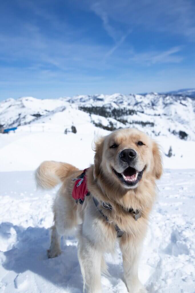 A dog looking at the camera while standing on a snowy mountain