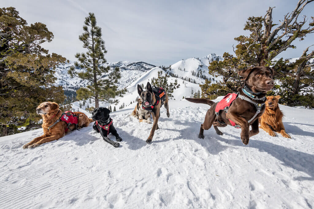 Group of avalanche dogs on top of a snowy mountain