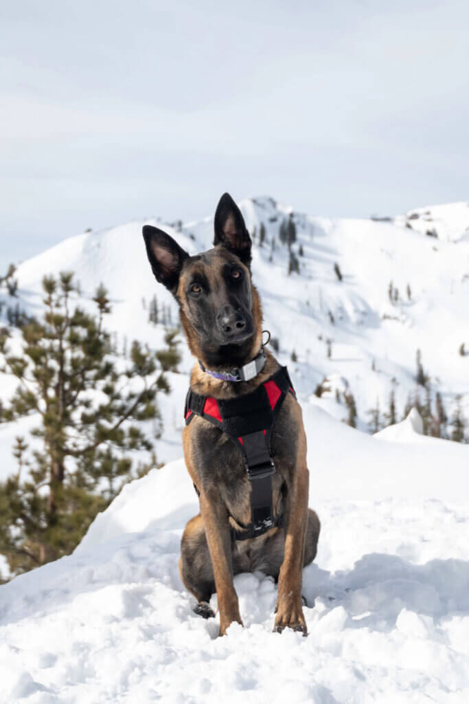 A avalanche dog sitting at the top of a snowy mountain looking at the camera