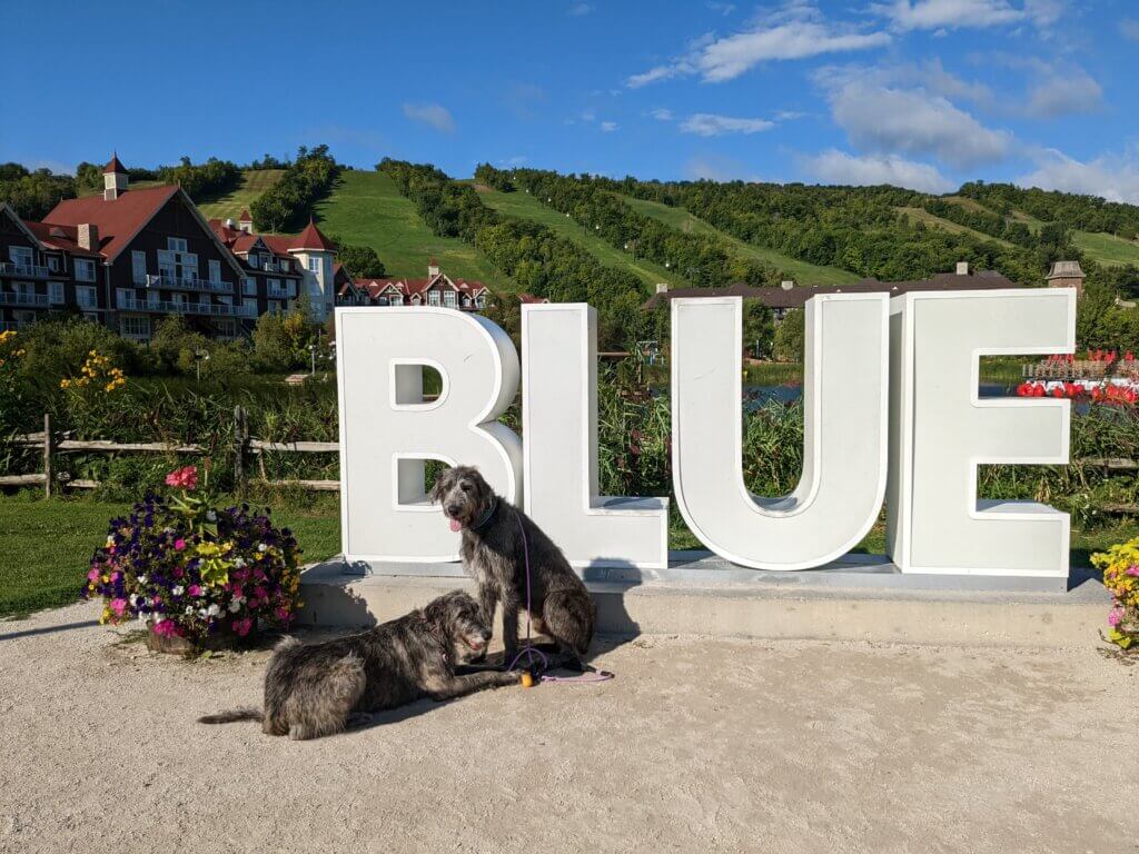 Two large dogs sitting in front of a sign that reads Blue on a sunny day in the mountains