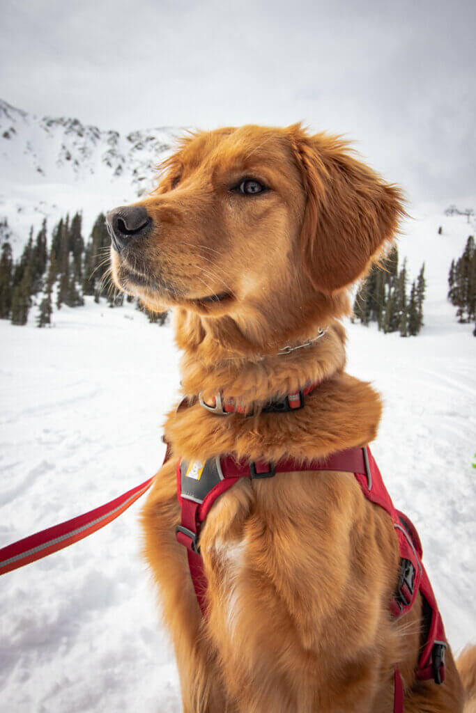 An avalanche dog sitting on a snowy mountain