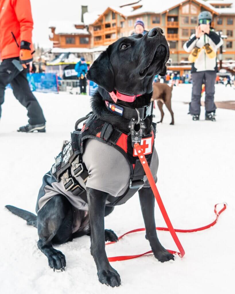 Avalanche dog sitting at the base of a busy ski resort