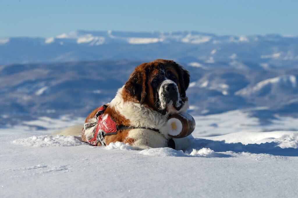 A dog sitting in fresh powder at the top of a ski run with scenic mountain views in the background