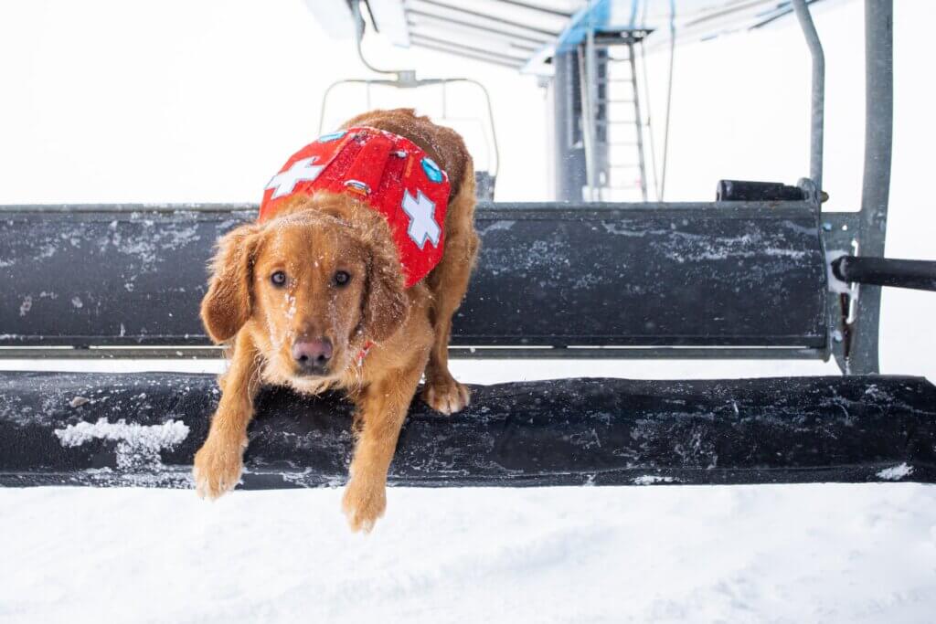 Avalanche/patrol dog sitting on a ski lift