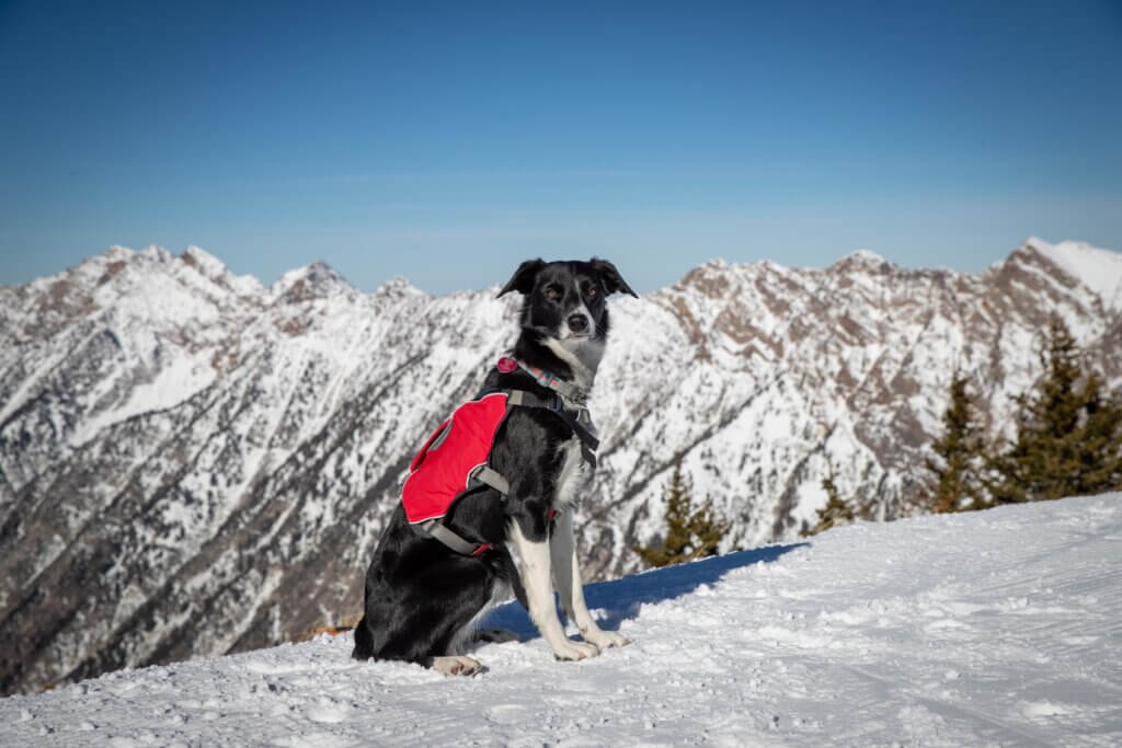 Avalanche dog sitting at the top of a ski run with mountains in the background