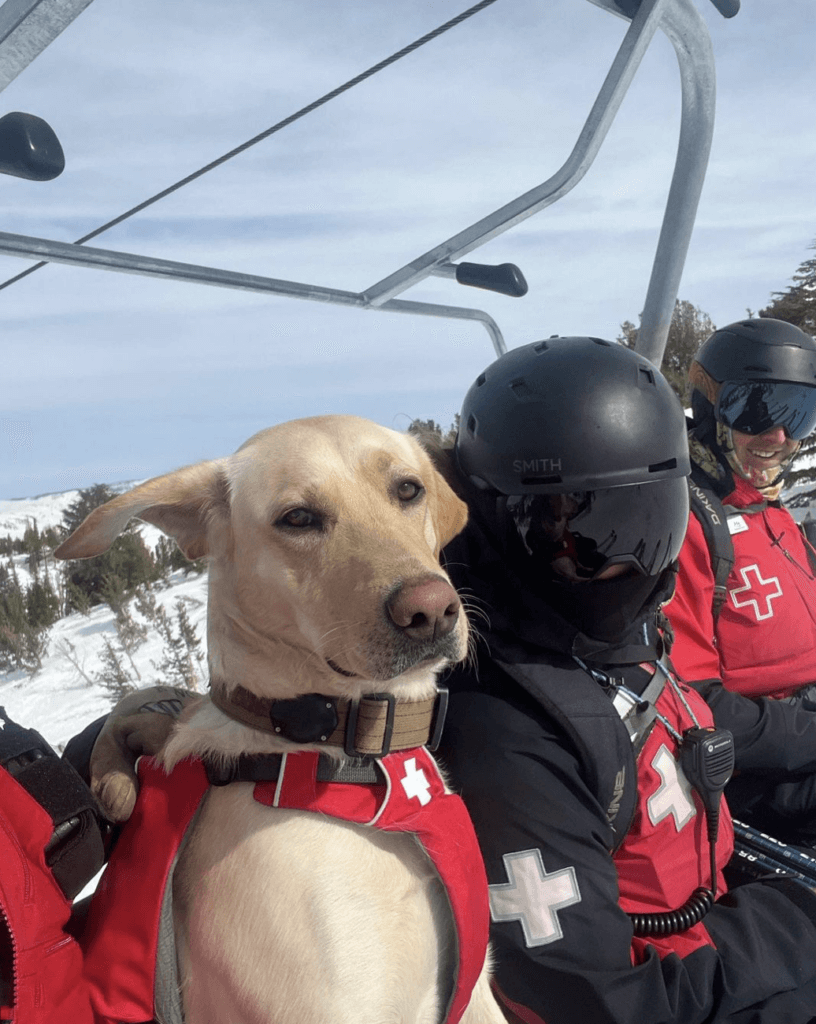 Avalanche dog sitting on a chairlift with the ski patrol team