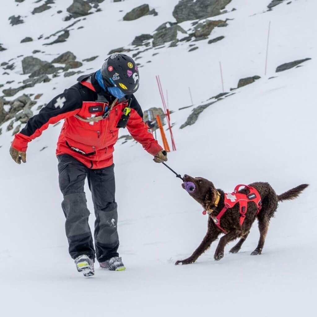 An avalanche dog tugging on a toy held by it's handler
