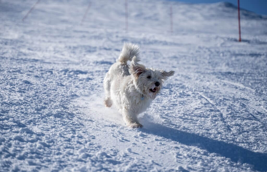A dog running through the snow