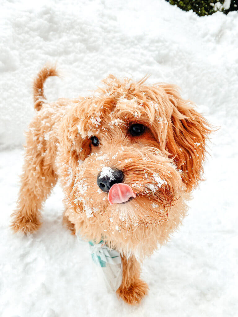 A dog with snow all over its face and body
