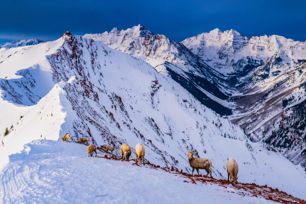 Herd of mountain goats grazing on a peak.