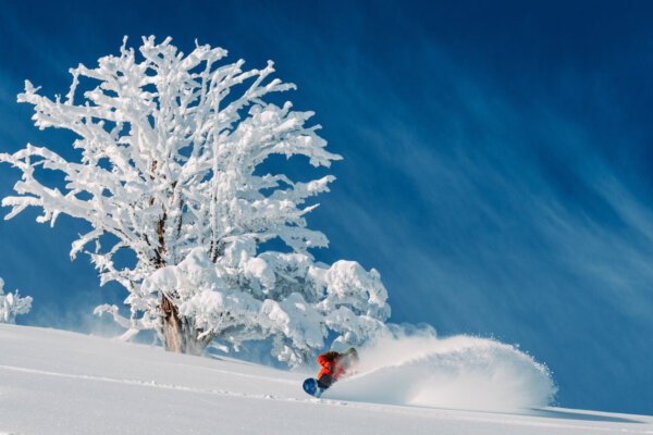 Snowboarder spraying up fresh powder in front of a snow covered tree.