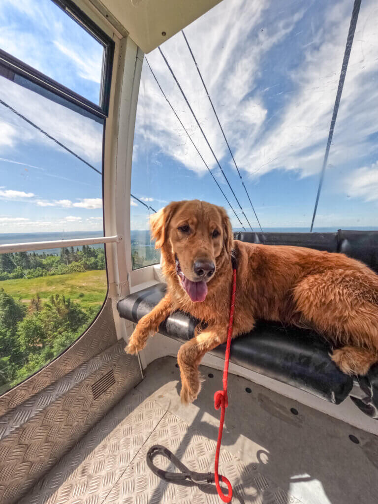 Hunter riding in a gondola at Tremblant.