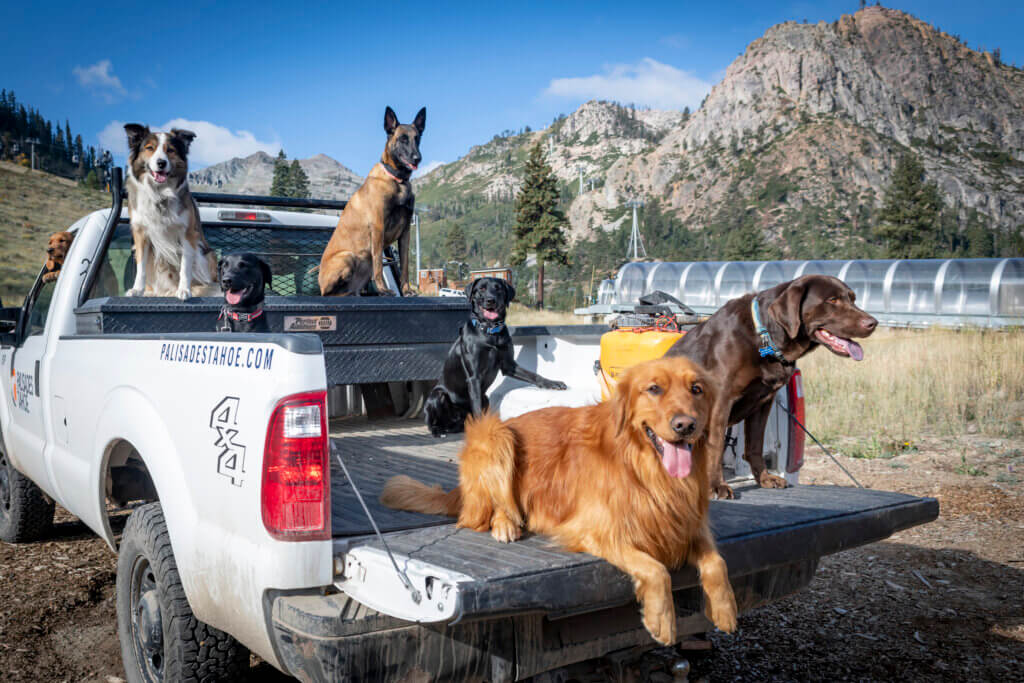 Group of patrol dogs sitting in a truck bed.