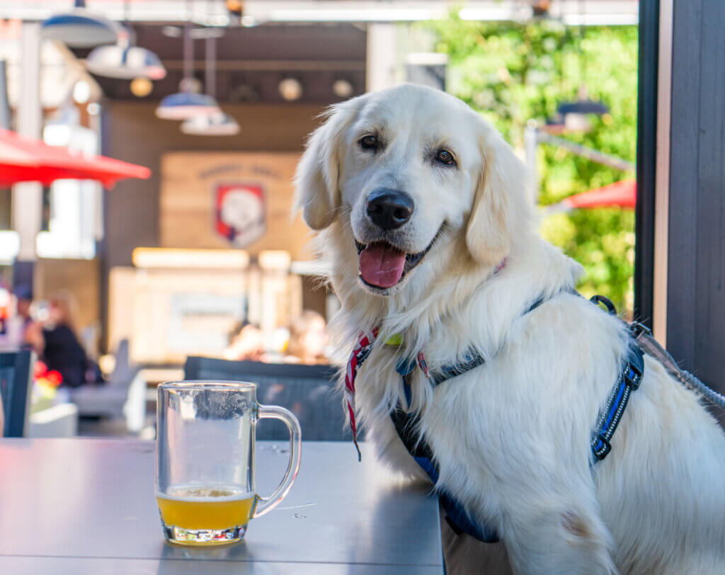 Dog sitting at a table with a beer in front of them.