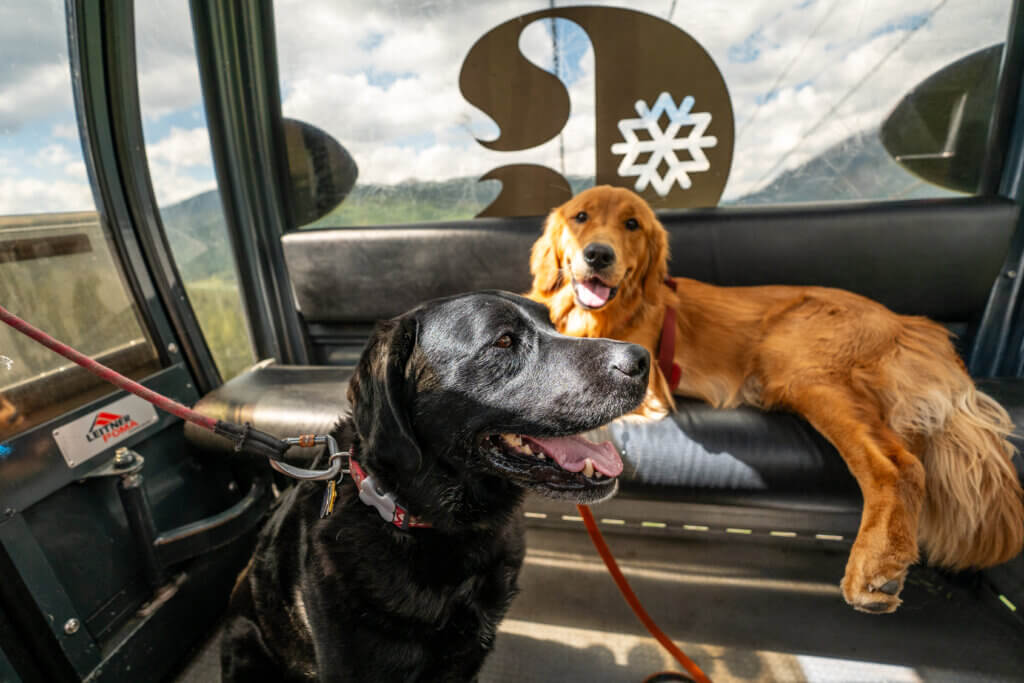 Two dogs riding in a summer gondola.