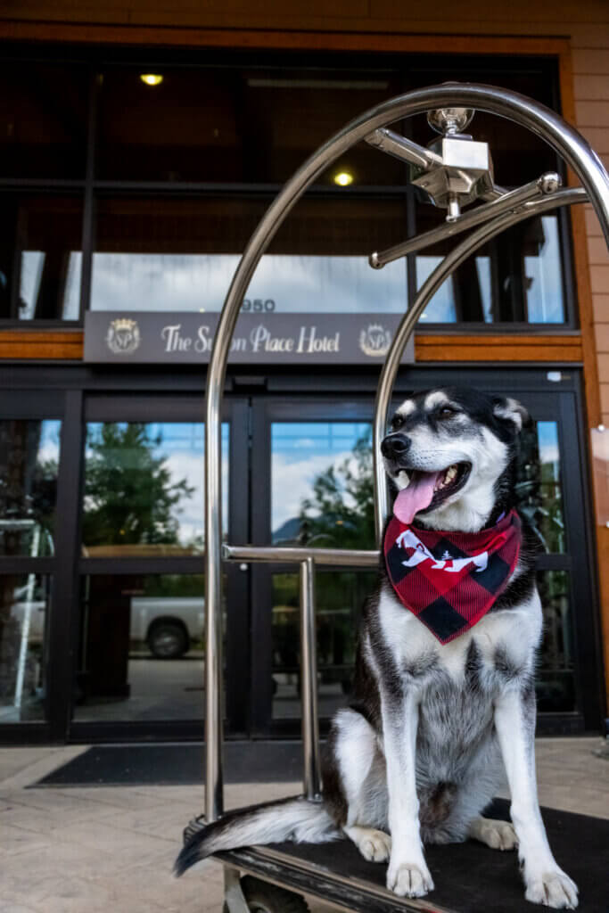 Dog sitting on a luggage rack outside of a hotel.