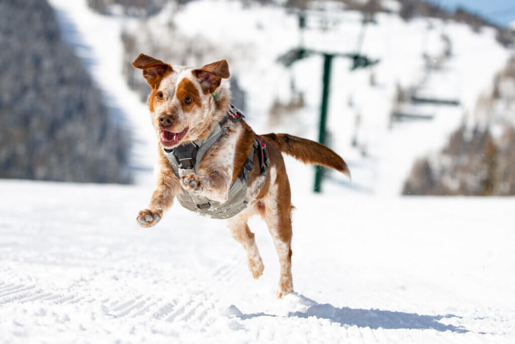 Rooster, the Bark Bracket contestant from Deer Valley
