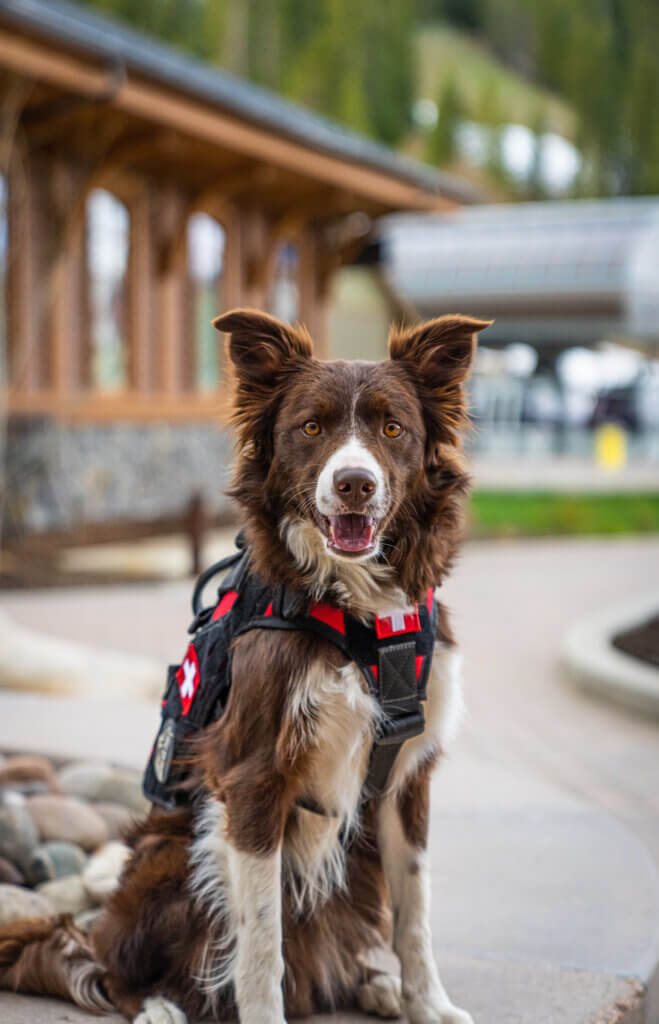 Gravy, a 4-year-old Border Collie from Winter Park