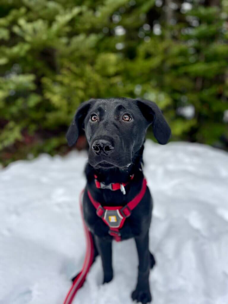 Cudi, the Bark Bracket contestant from Crystal