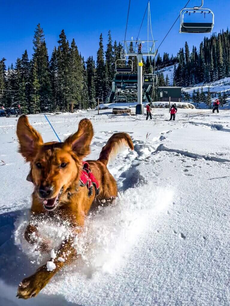 Echo, the Bark Bracket contestant from Arapahoe Basin