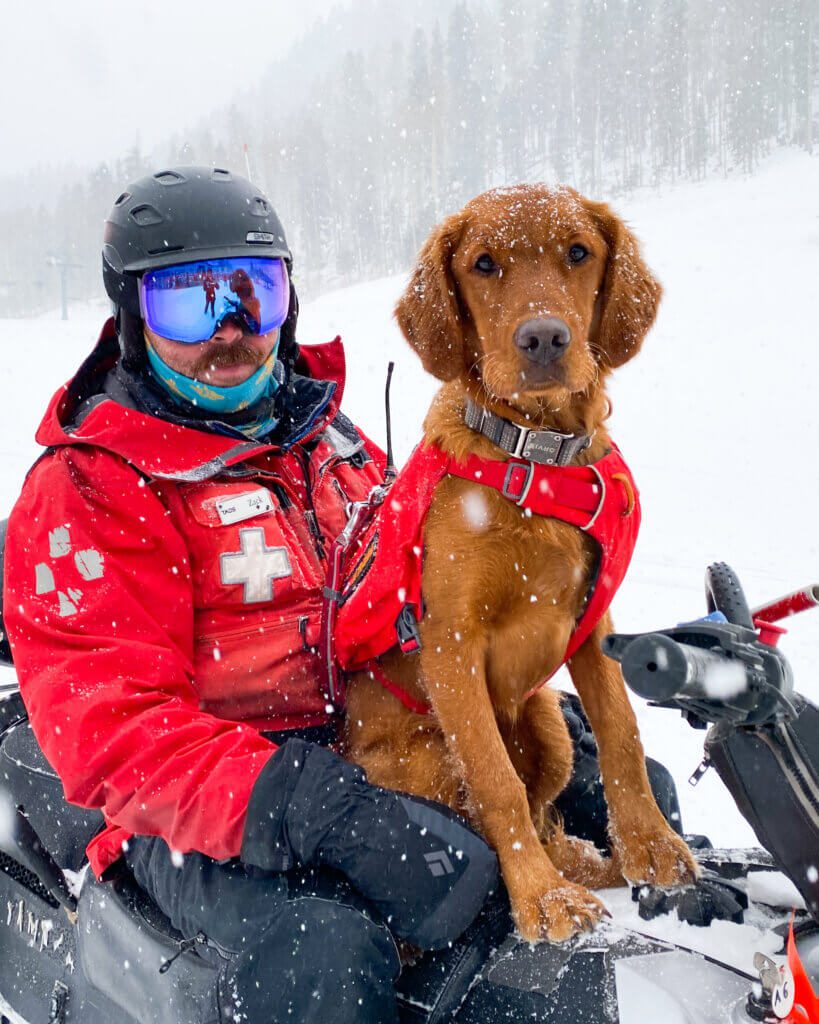 Finn, a golden retriever with ski patrol at Taos