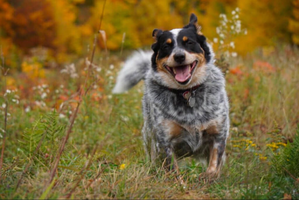 Indy, a cattle dog mix running through the fields at Sugarbush