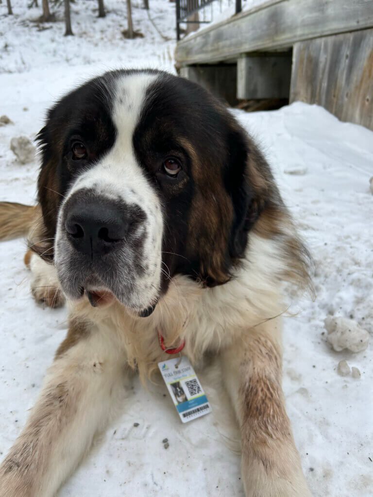 Jasper, the Bark Bracket contestant from SkiBig3