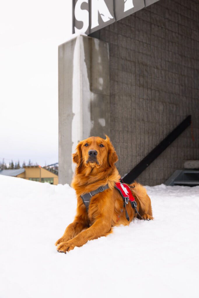 Jetty, the Bark Bracket contestant from Mt. Bachelor