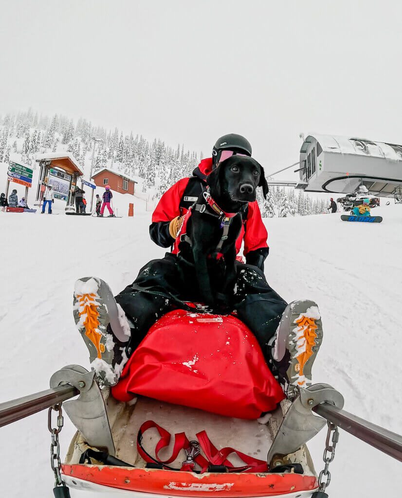 Reba, the Bark Bracket contestant from Schweitzer