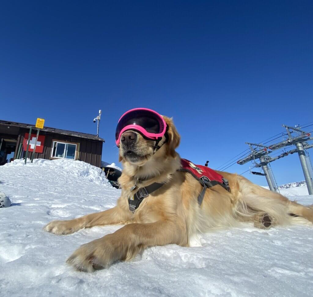 Stormy, the Bark Bracket contestant from Alyeska