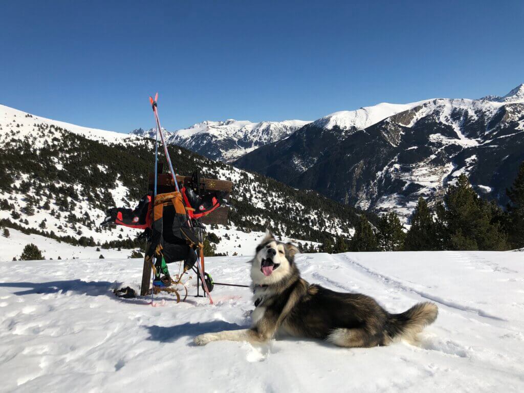 Sno, the Bark Bracket contestant from Grandvalira