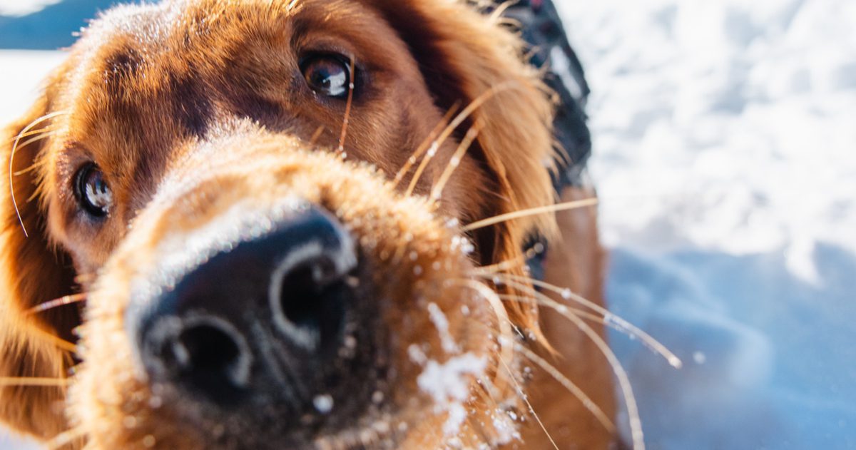 Dog in snow with snout close to screen