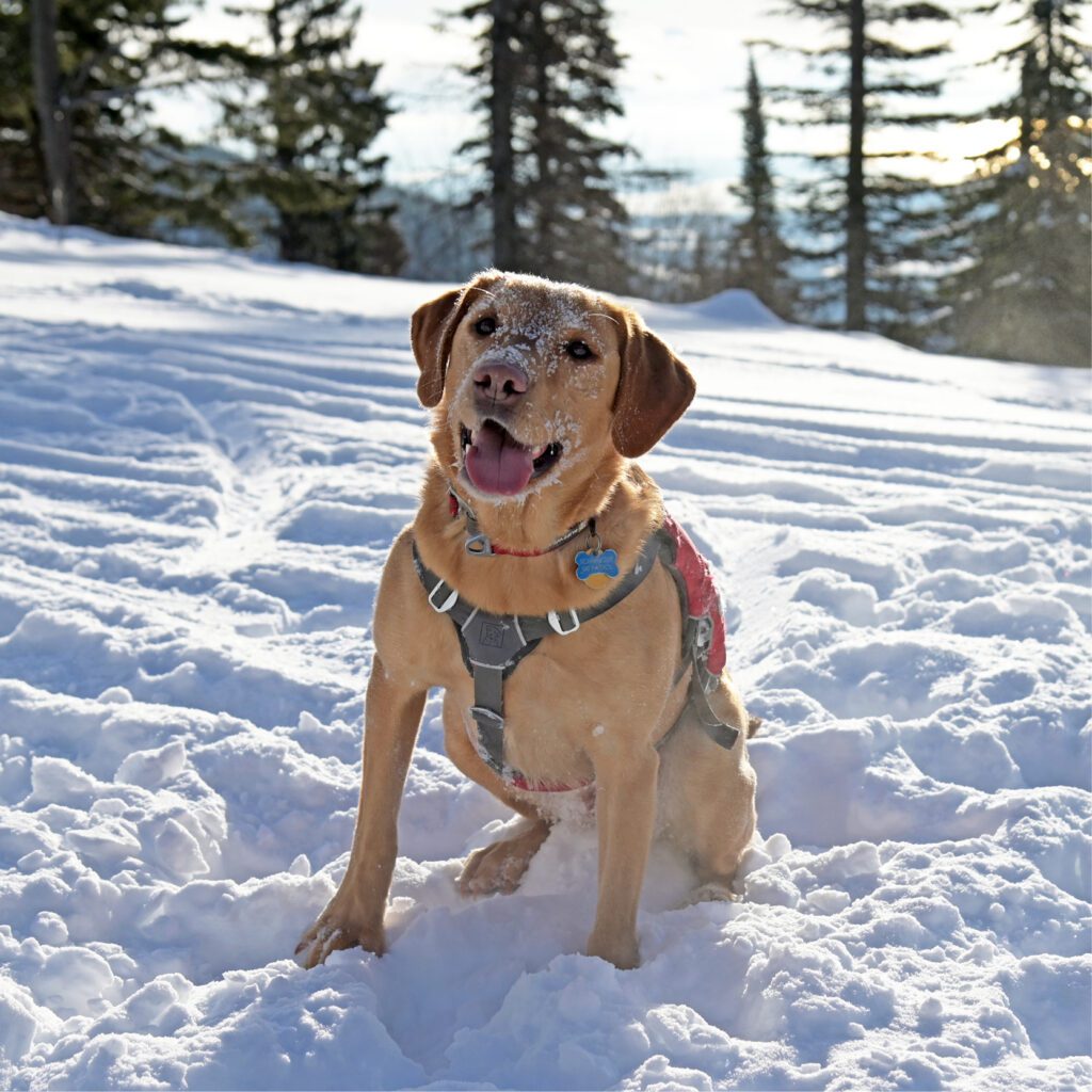 Avalanche rescue dog sitting in snow with snow flakes on face.