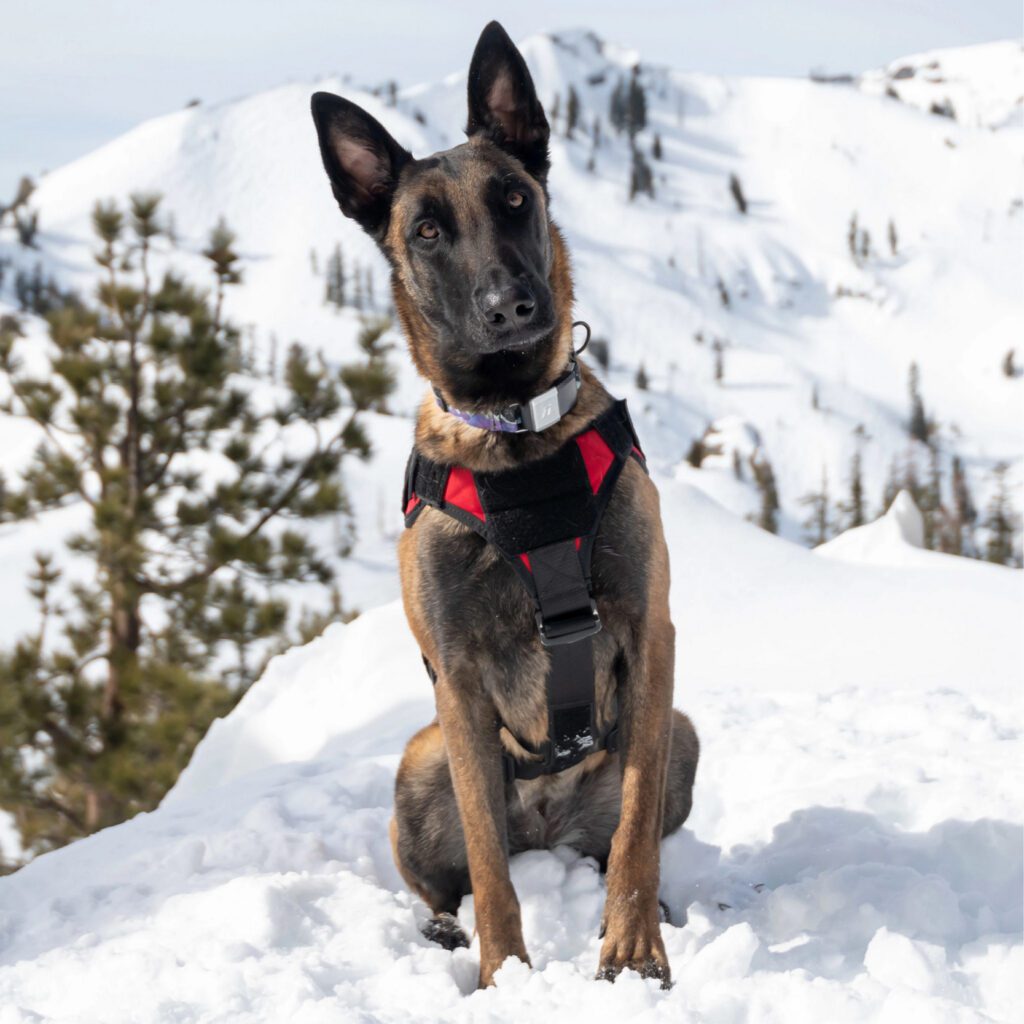 Avalanche rescue dog posing on top of a snow pile