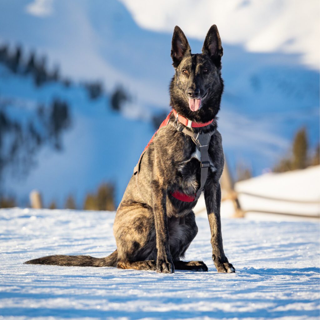 Avalanche rescue dog sitting in snow.