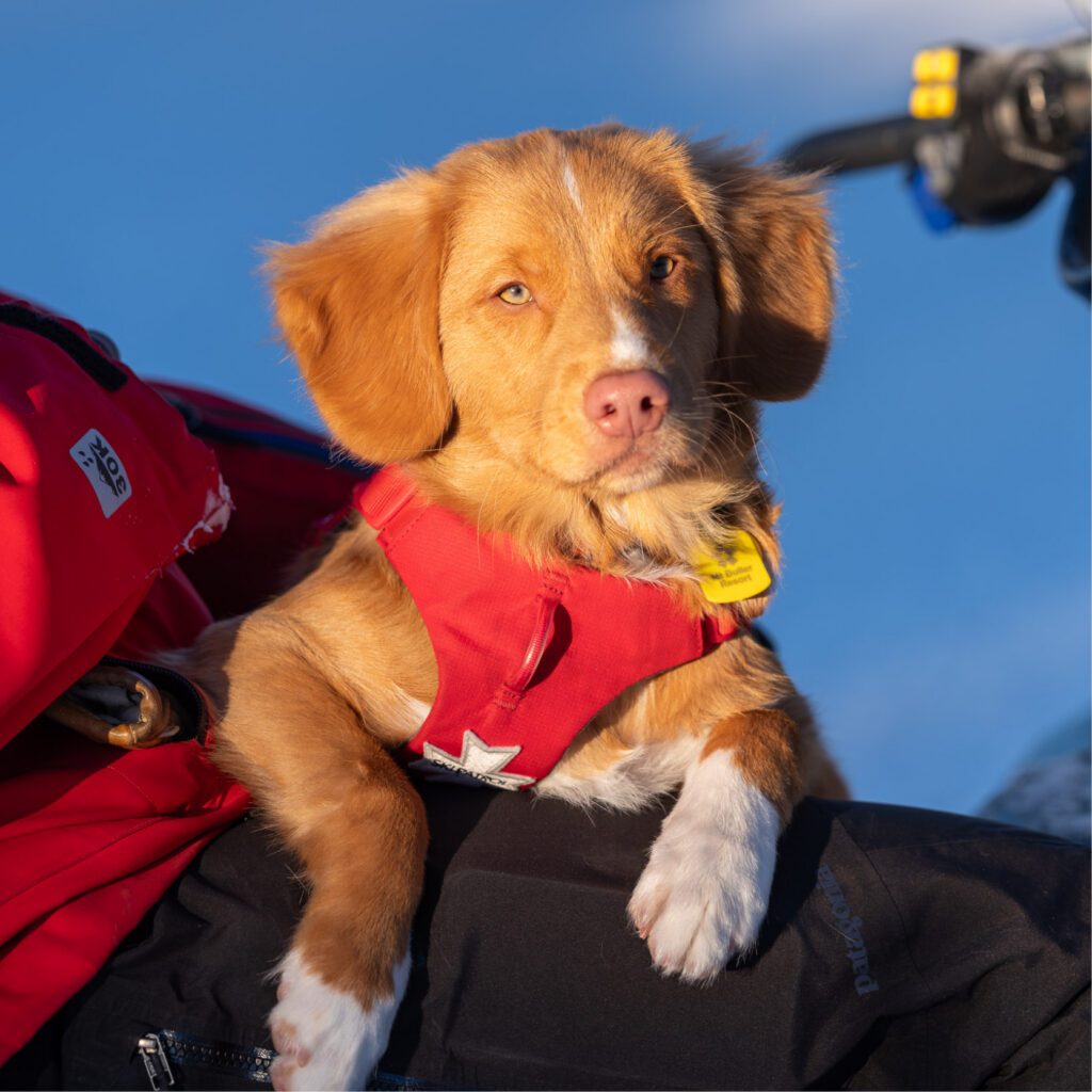 Avalanche rescue dog being held by person on the rescue team