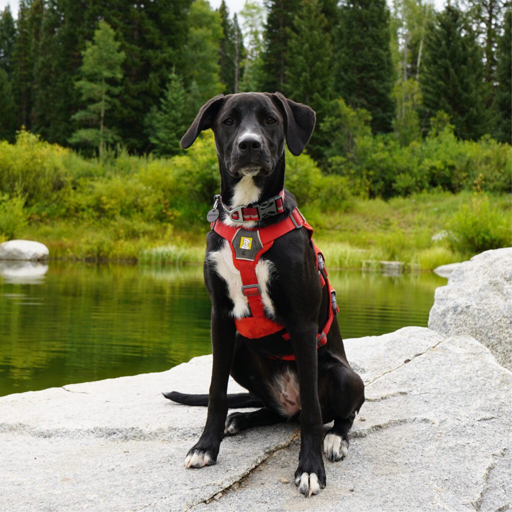 black and white dog sitting on a rock by a lake.