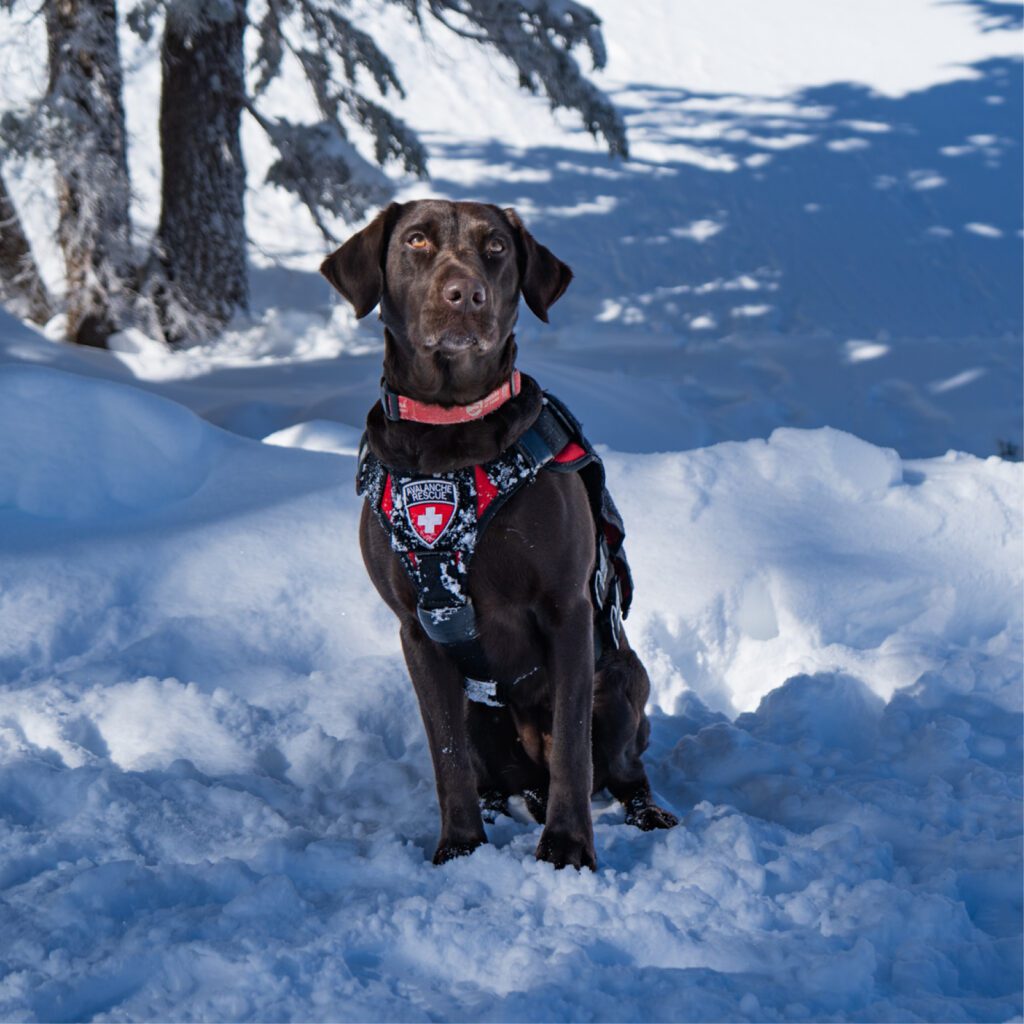 Chocolate lab avalanche rescue dog sitting in the snow