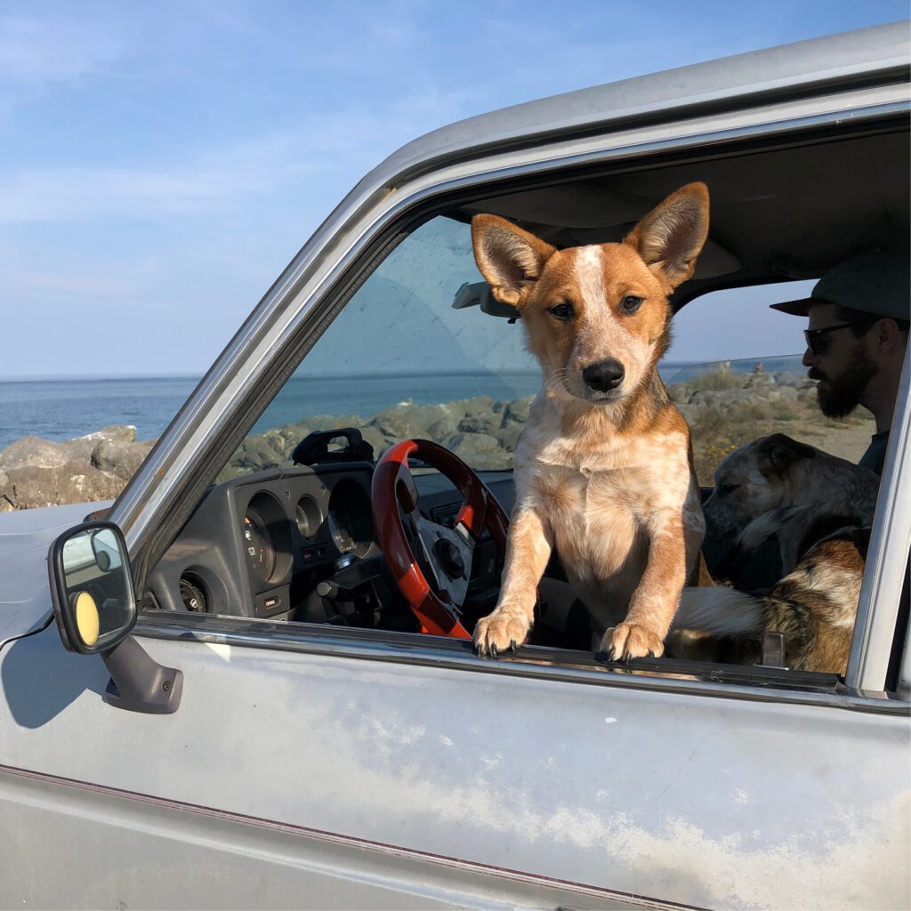 Dog with paws on the windowsill of a car, looking out.