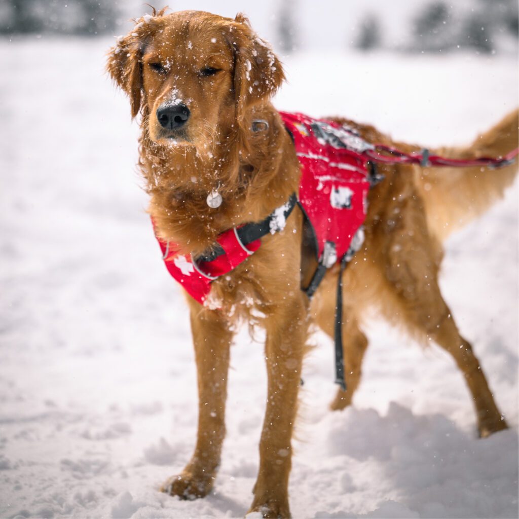 golden retriever avalanche rescue dog standing in the snow