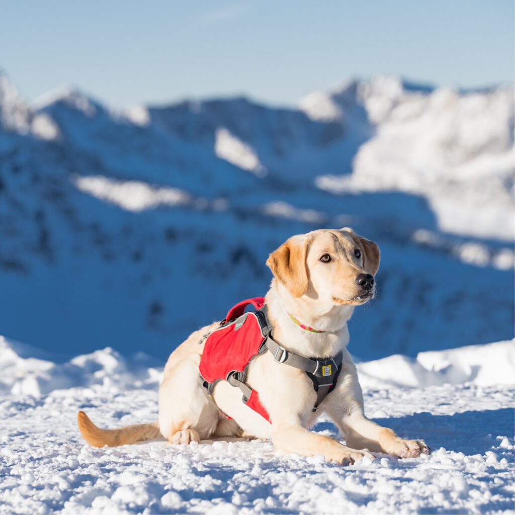 white avalanche rescue dog sitting on top of a mountain