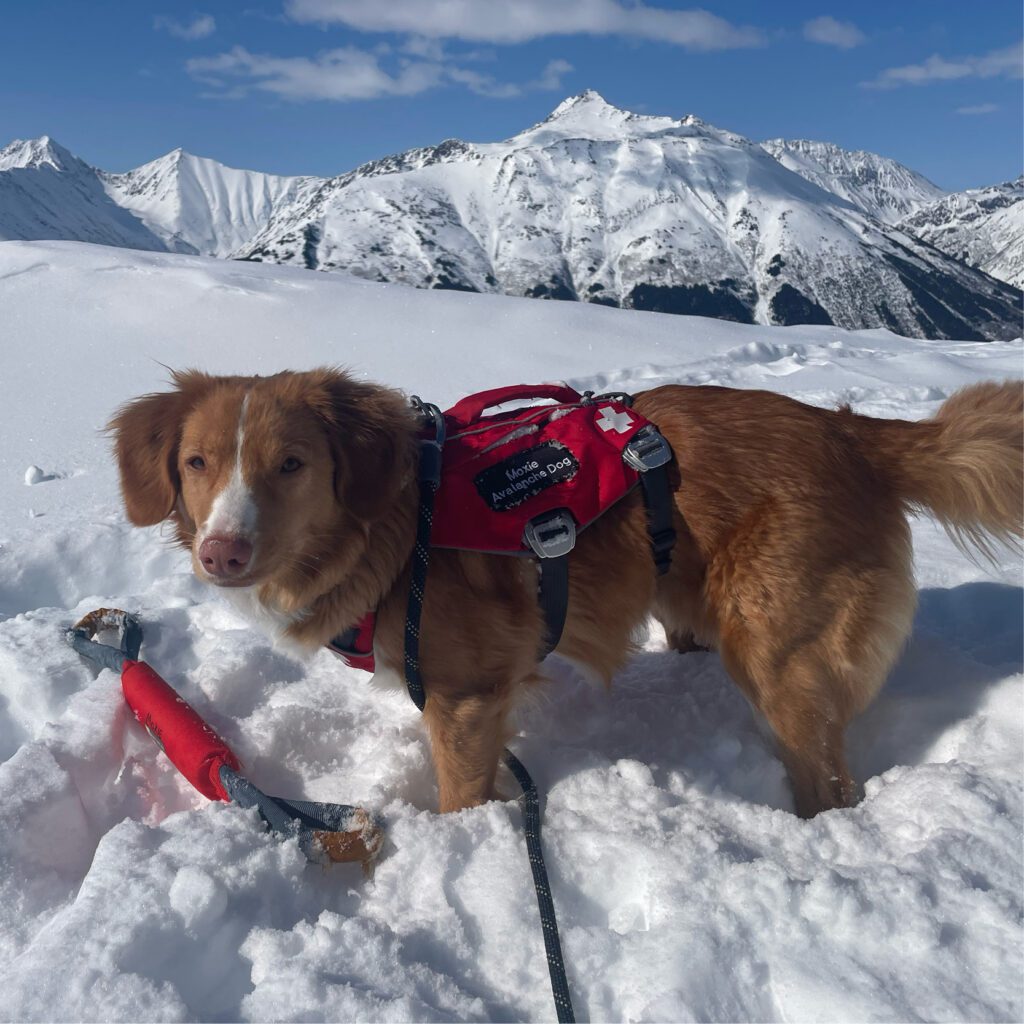 small red avalanche dog at Alyeska Resort