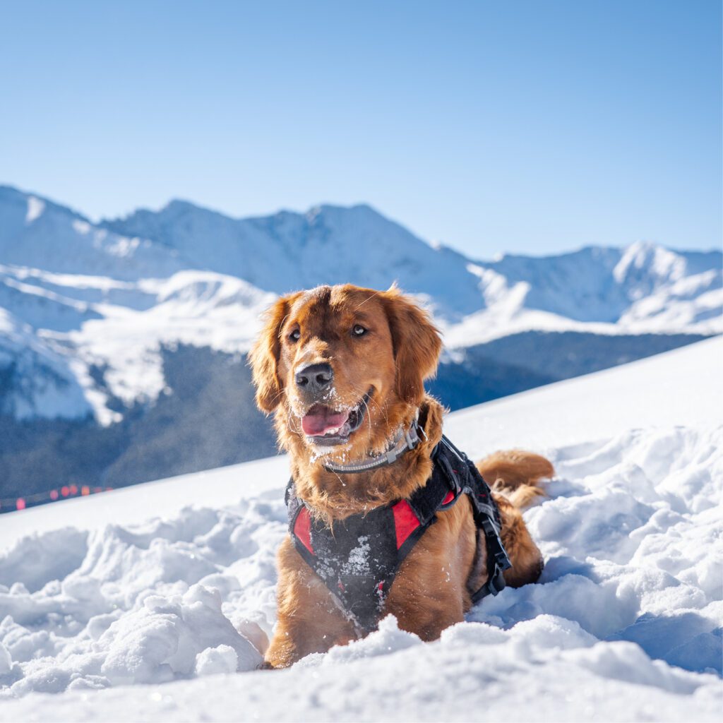 golden retriever avalanche dog sitting in snow.