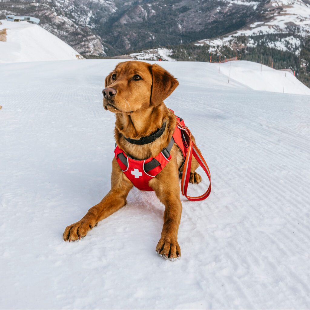 Red avalanche rescue dog sitting on top of a snowy mountain