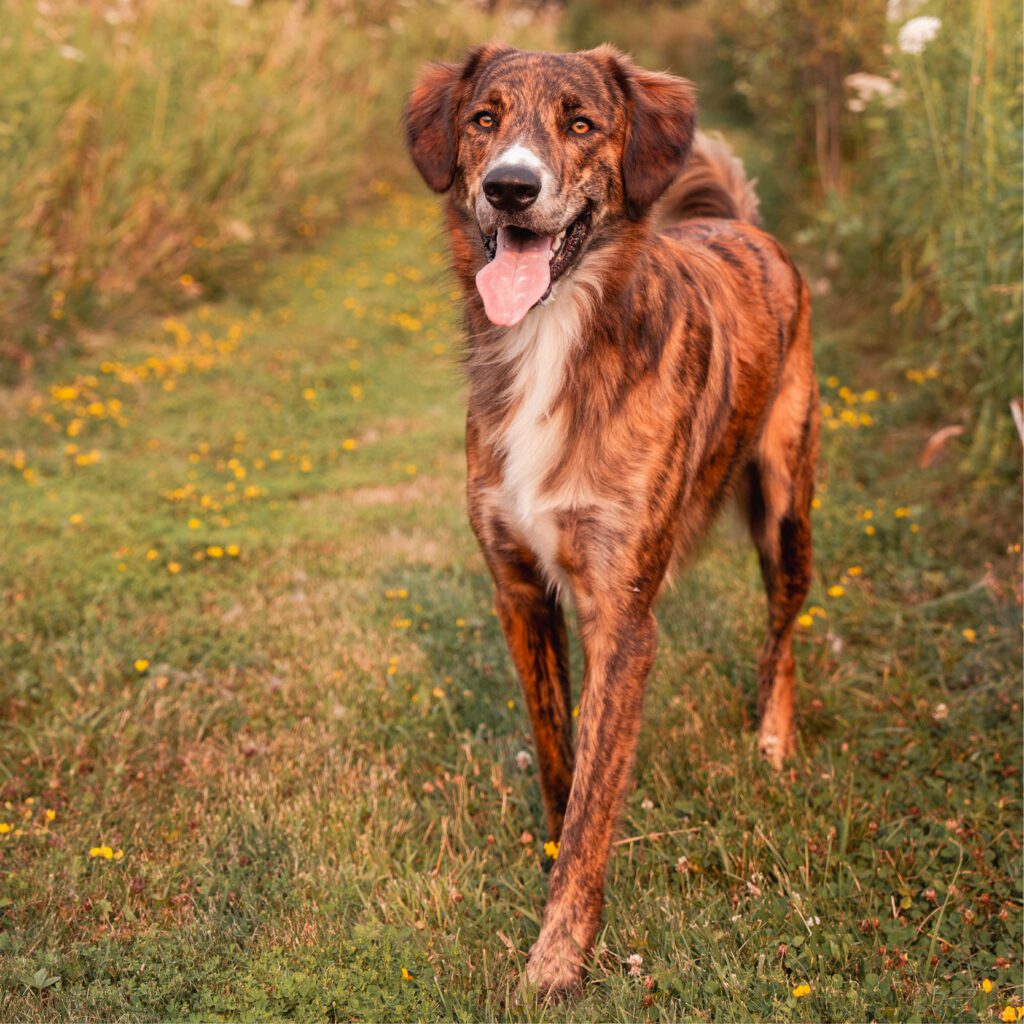 red and white avalanche dog walking through a field of flowers.